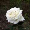 Silver wedding